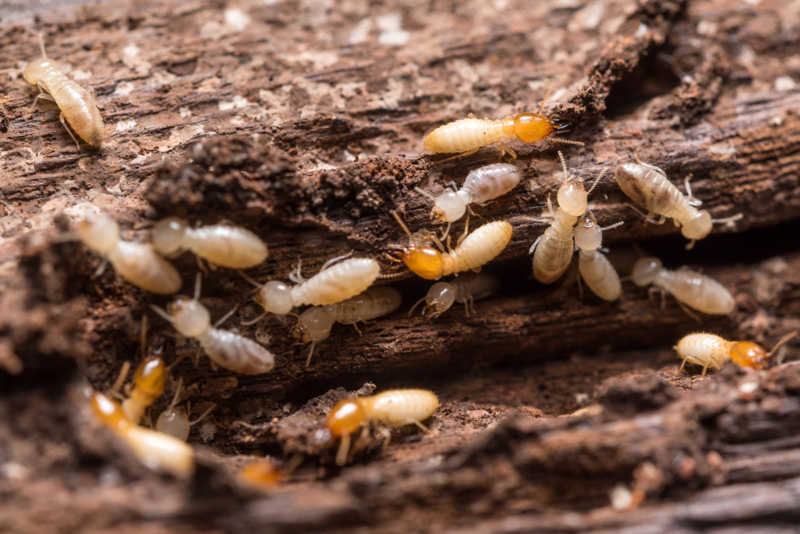 Repérer les termites